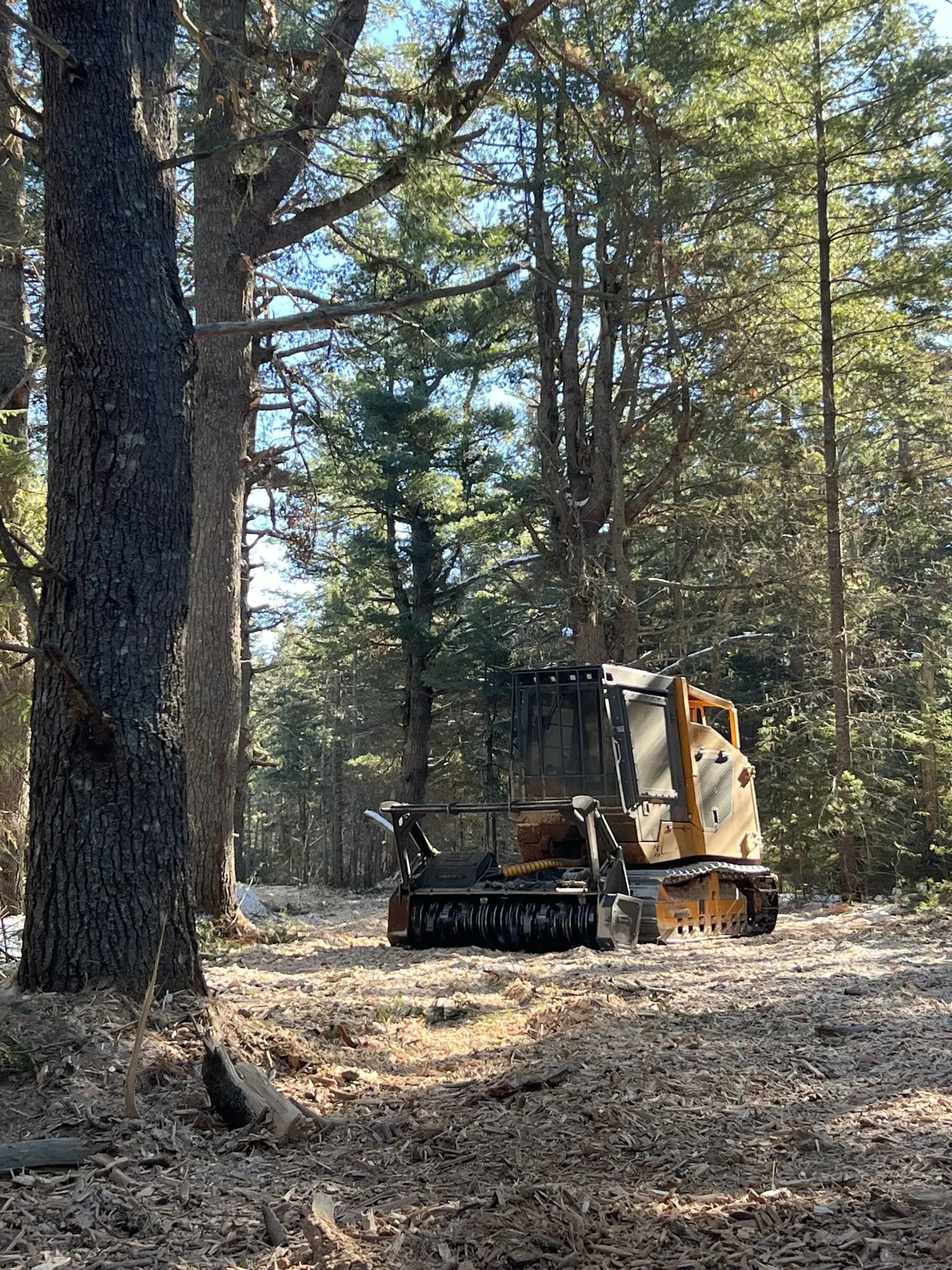 Forestry mulcher clearing a wooded lot